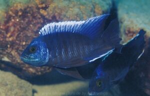 Copadichromis cyanocephalus 'Chiloelo'