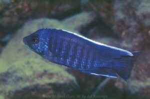 Copadichromis cyanocephalus 'Chiloelo'