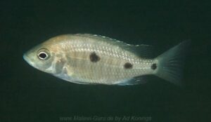 Copadichromis cyanocephalus 'Chiloelo'