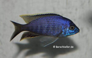 Copadichromis diplostigma 'Likoma Island'