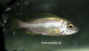 Copadichromis diplostigma