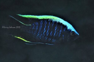 Copadichromis geertsi 'Border'