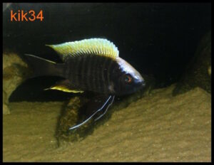 Copadichromis geertsi 'Border'