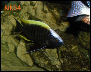 Copadichromis geertsi 'Border'