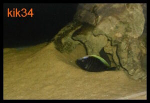 Copadichromis geertsi 'Border'