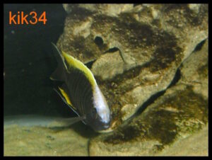 Copadichromis geertsi 'Border'