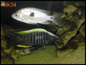 Copadichromis geertsi 'Border'