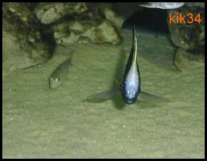 Copadichromis geertsi 'Border'