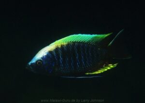 Copadichromis geertsi