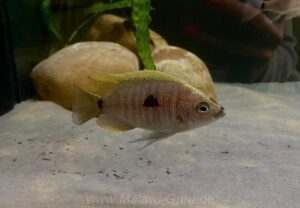 Copadichromis geertsi 'Gome'