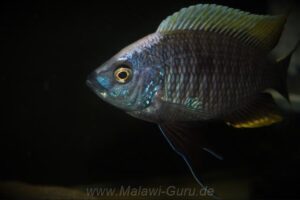 Copadichromis geertsi 'Gome'