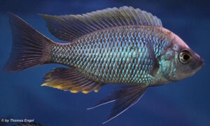 Copadichromis geertsi