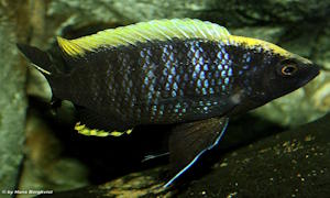 Copadichromis geertsi