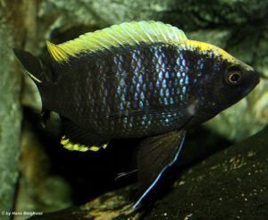 Copadichromis geertsi 'Gome'