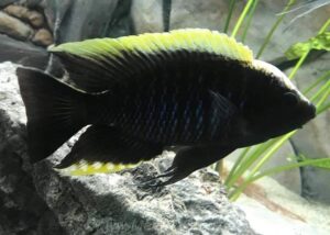 Copadichromis geertsi 'Thundu'