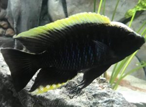 Copadichromis geertsi 'Thundu'