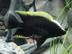 Copadichromis geertsi Arten