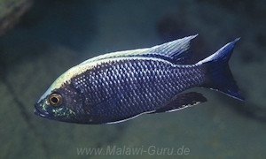 Copadichromis ilesi