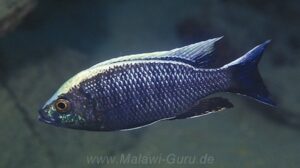Copadichromis ilesi 'Gome'