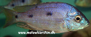Copadichromis insularis Arten