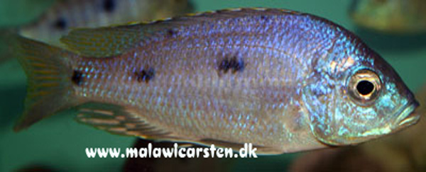Copadichromis insularis 'Chidunga Rocks''Chidunga Rocks' Copadichromis insularis 'Chidunga Rocks'