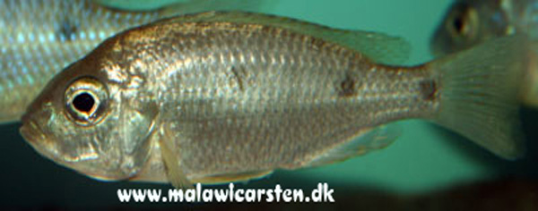 Copadichromis insularis 'Chidunga Rocks''Chidunga Rocks' Copadichromis insularis 'Chidunga Rocks'