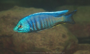 Copadichromis insularis