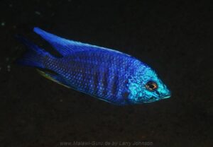 Copadichromis insularis 'Nakantenga Island'