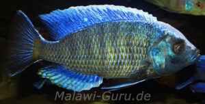 Copadichromis jacksoni Arten