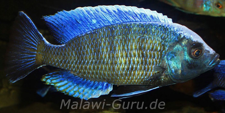 Copadichromis jacksoni 'Chiwi Rocks''Chiwi Rocks' Copadichromis jacksoni
