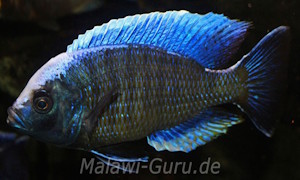 Copadichromis jacksoni