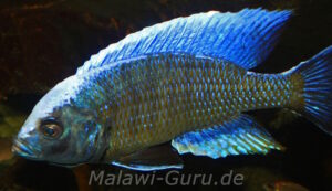 Copadichromis jacksoni 'Chiwi Rocks'
