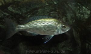 Copadichromis jacksoni 'Chiwi Rocks'