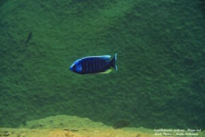 Copadichromis jacksoni 'Higga Reef'