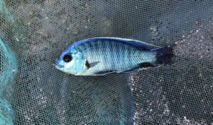 Copadichromis jacksoni 'Isanga-Lukuyusi'