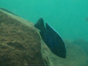 Copadichromis jacksoni 'Masinje'