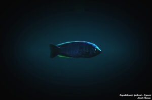 Copadichromis jacksoni 'Ngwasi'