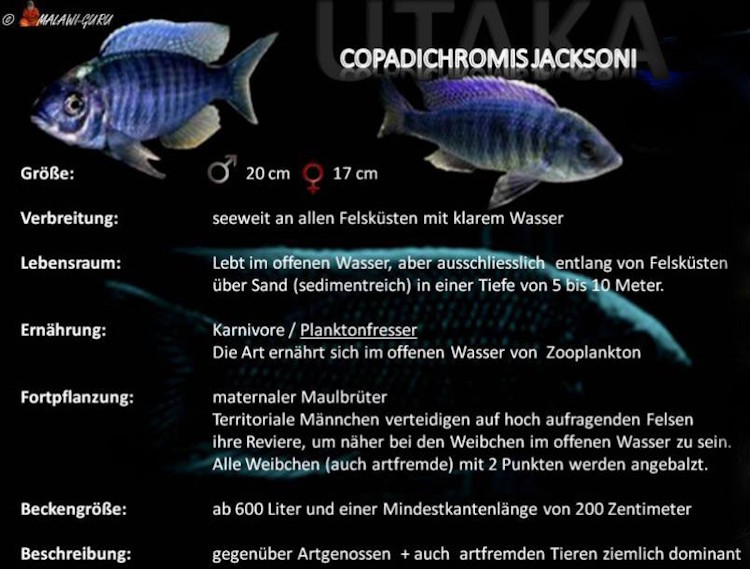 Copadichromis jacksoni - Grafik Copadichromis jacksoni