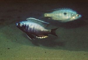 Copadichromis likomae