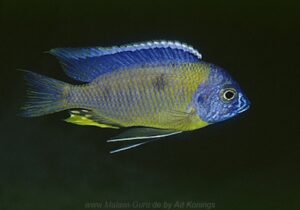 Copadichromis mbenjii 'Mbenji Island'