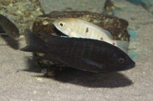 Copadichromis melas 'Mala Point'