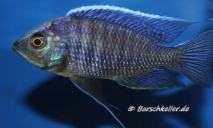 Copadichromis mloto 'Mbenji'