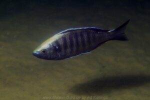 Copadichromis mloto 'Otter Point'