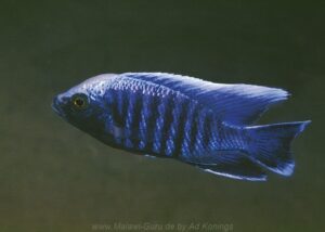 Copadichromis parvus 'Chiloelo'
