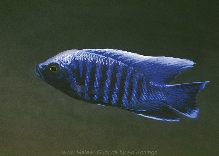 Copadichromis parvus 'Chiloelo''Chiloelo' Copadichromis parvus 'Chiloelo'