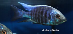 Copadichromis parvus