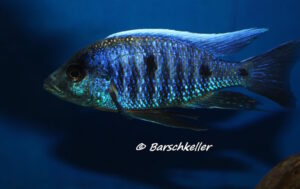 Copadichromis parvus 'Chinuni'