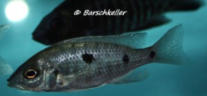 Copadichromis parvus 'Chinuni'