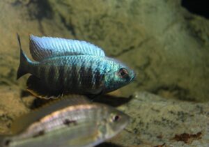 Copadichromis parvus 'Metangula'