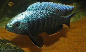 Copadichromis parvus 'Metangula'